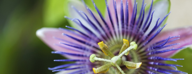 La passiflore améliore votre sommeil